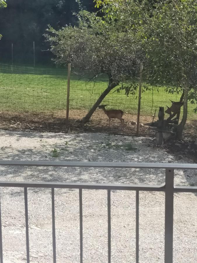 Alloggio E Agriturismo De Poanute Faedis Zewnętrze zdjęcie